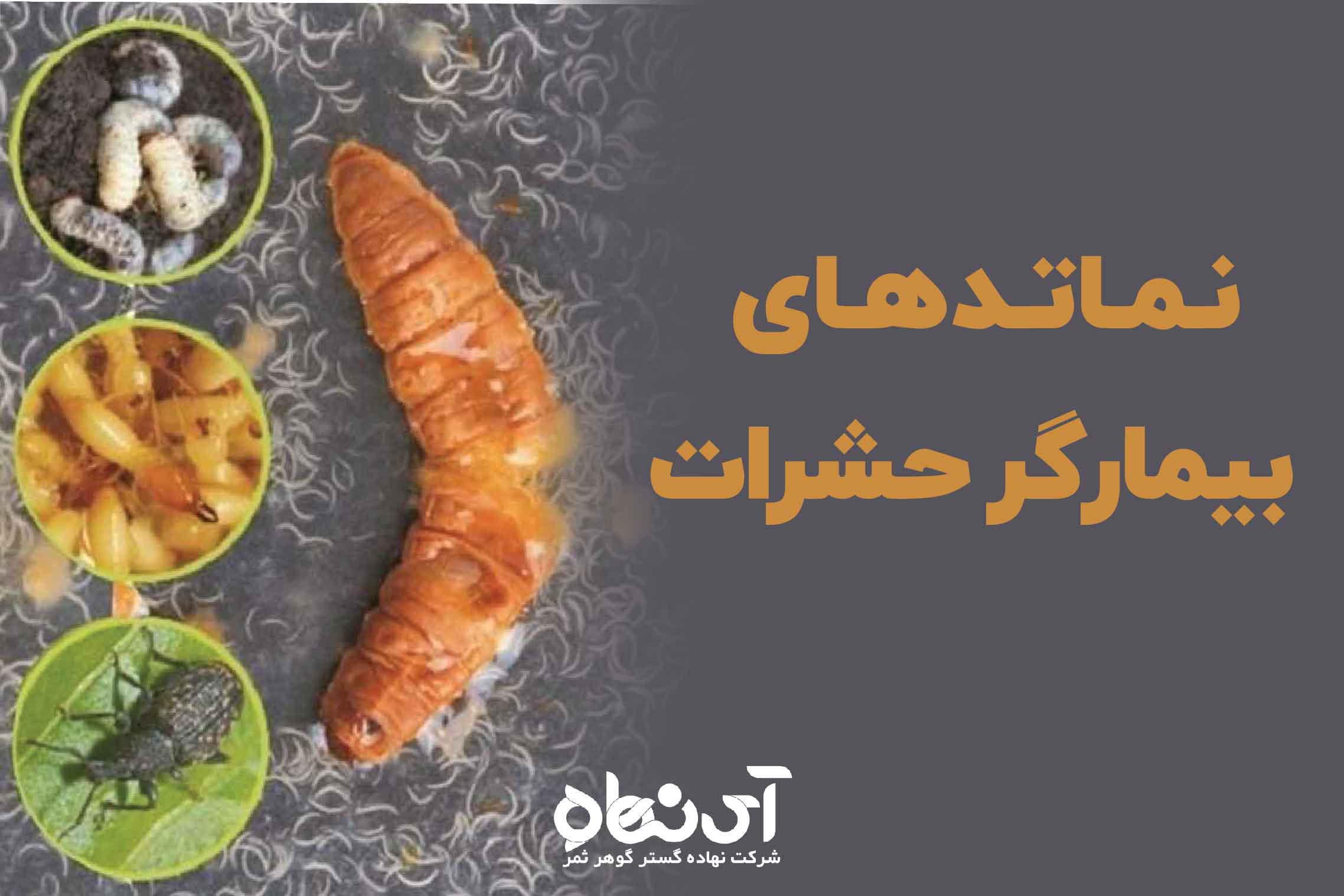 نماتدهای بیمارگر حشرات